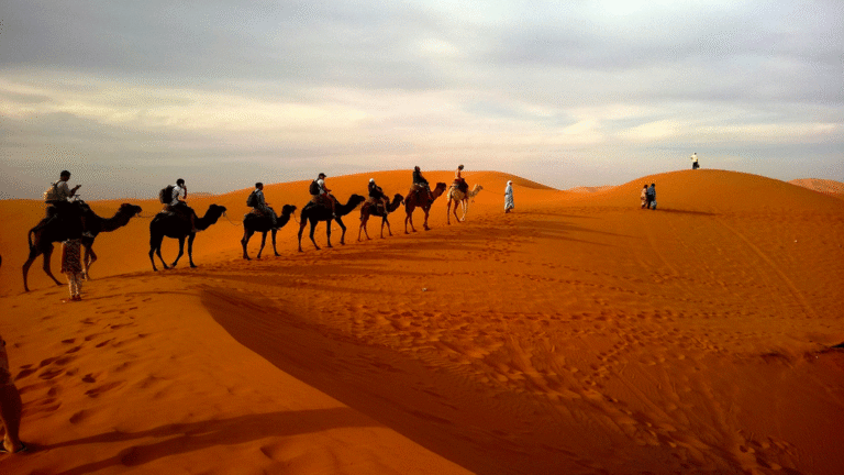 Chameau desert dubai