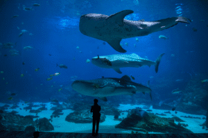 Aquarium au Dubai Mall