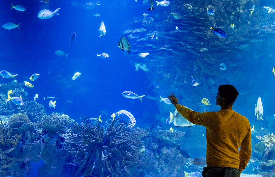silhouette de personne regardant le banc de poissons au Dubai Aquarium & Underwater Zoo