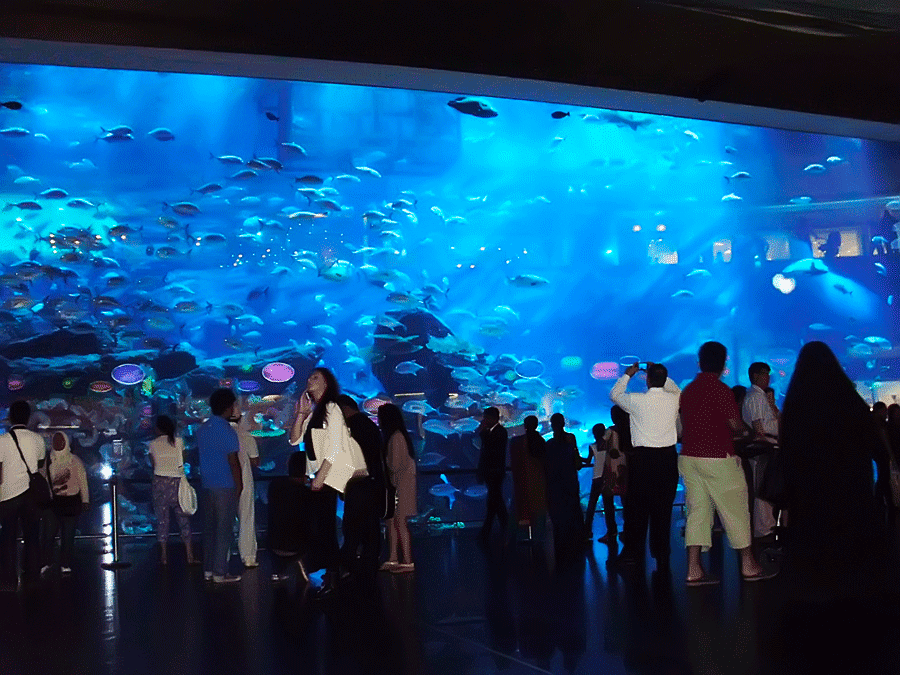 enfants émerveillés face aux raies manta au Dubai Aquarium & Underwater Zoo