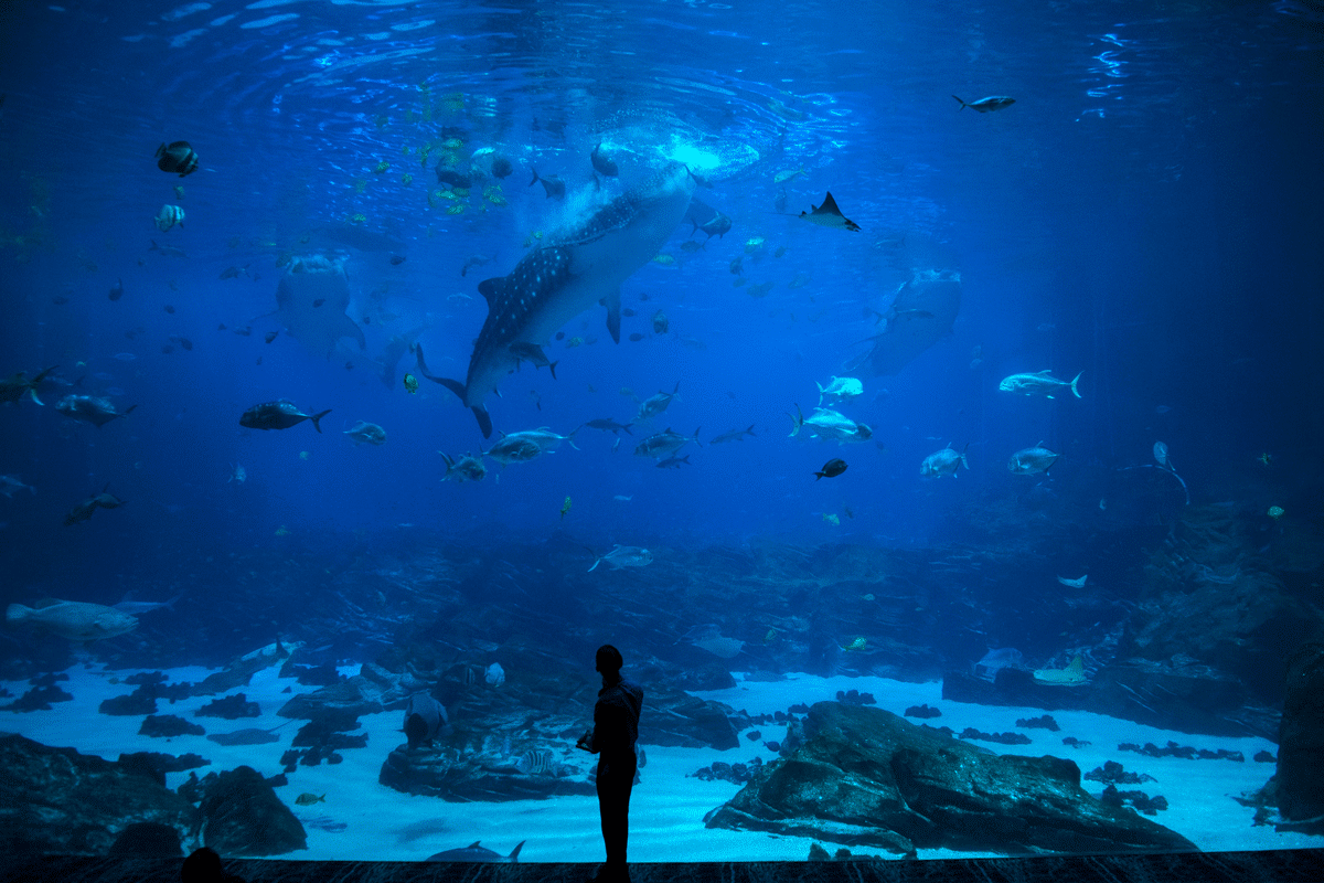 Dubaï Aquarium budget
