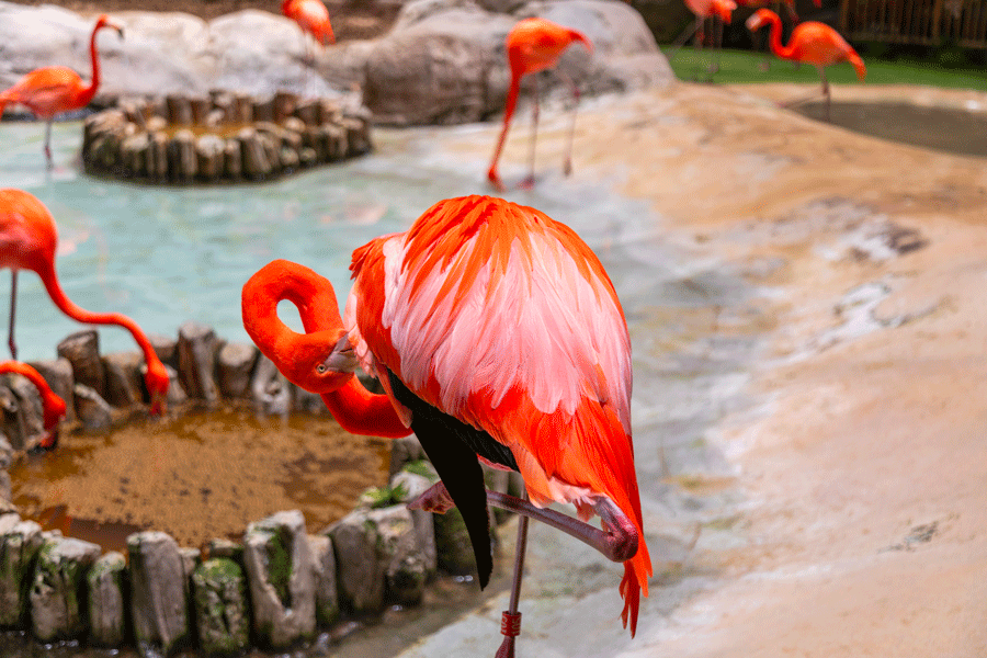 Groupe de flamants roses sauvages s'alimentant dans les lagunes de la réserve naturelle de Ras Al Khor à Dubaï.