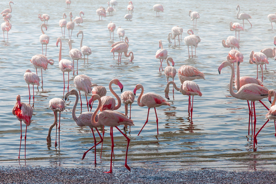 Observatoire en bois (hide) de la réserve de Ras Al Khor offrant une vue discrète sur la faune sauvage.
