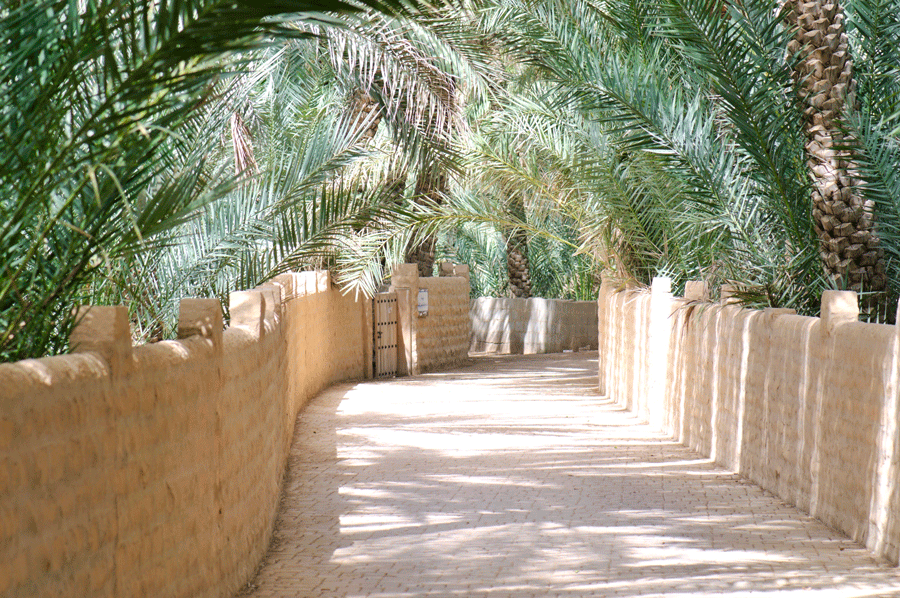 Vue apaisante de l'Oasis d'Al Ain avec ses sentiers ombragés et ses palmiers luxuriants