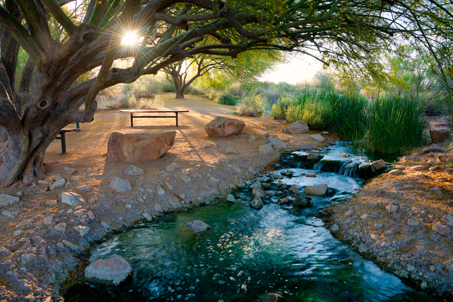 Vue paisible et ombragée des palmiers luxuriants de l'Oasis d'Al Ain