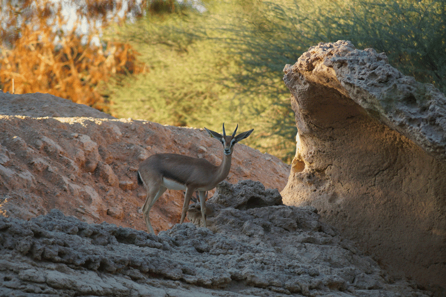 Rencontre rapprochée et nourrissage de girafes au Zoo d'Al Ain