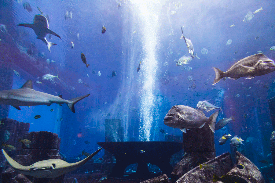 Vue du grand bassin du Dubai Aquarium depuis le Dubai Mall