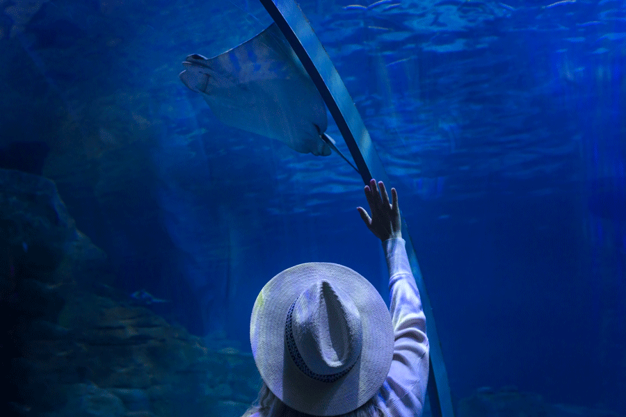 Tunnel du Dubai Aquarium avec requins et raies au-dessus des visiteurs