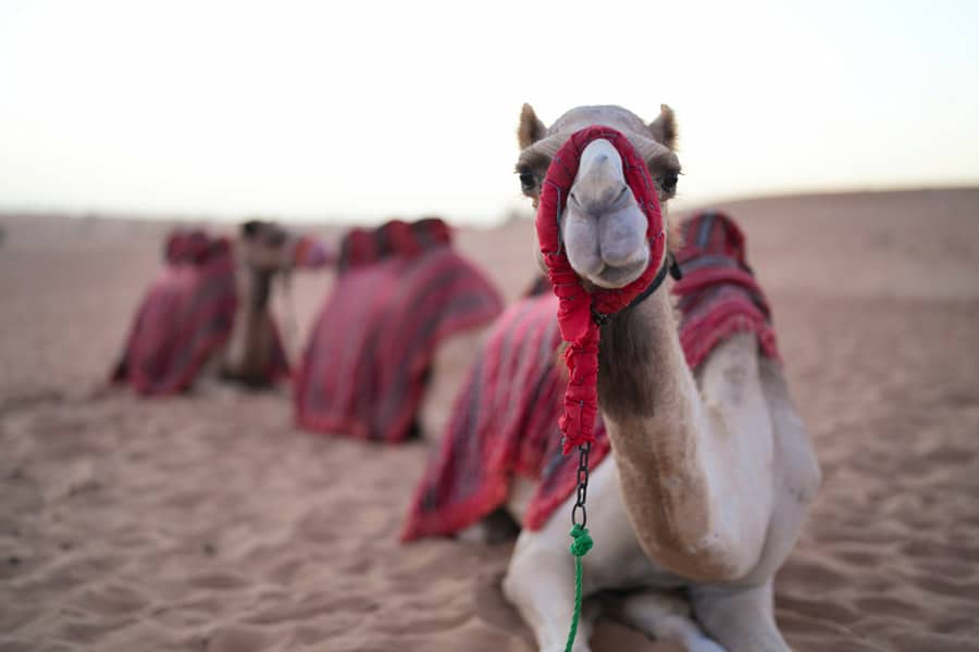 Activité balade à dos de chameau à Dubaï en famille