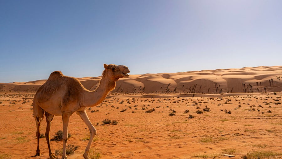Excursion à dos de chameau, activité incontournable dans le désert de Dubaï