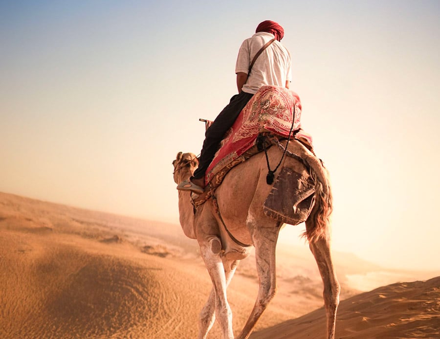 Dromadaire dans les dunes rouges du désert de Dubaï