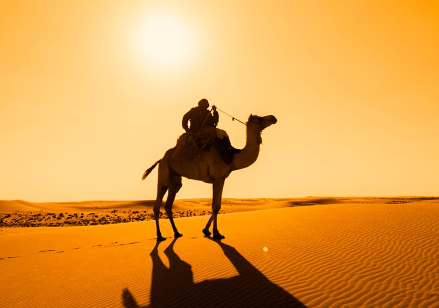 Chameau et lumière dorée au coucher du soleil dans le désert de Dubaï