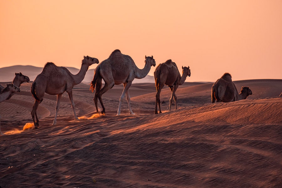 Sortie en chameau bien équipée dans le désert de Dubaï
